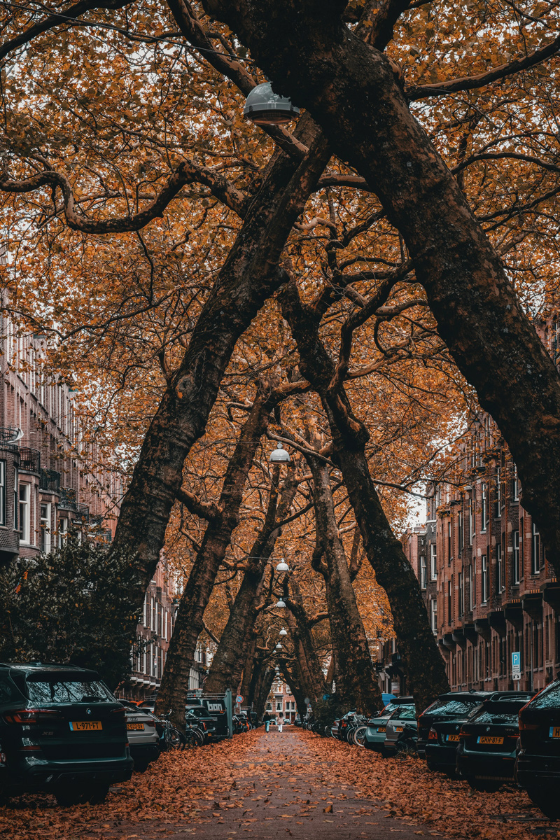 Autumn tree-lined street in Amsterdam